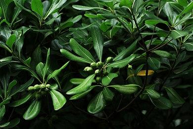 「网球王子」恋爱冒险游戏 「学园祭的王子们」和「心跳求生」系列将进行Remaster重制！